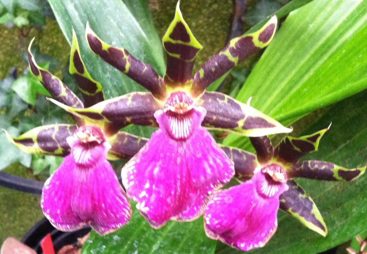 Bright purple orchids with intricate patterns bloom vibrantly against lush green leaves.