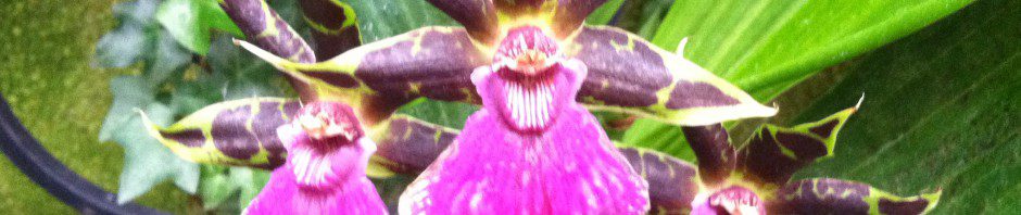 A close-up of a purple orchid flower with a unique, intricate pattern.