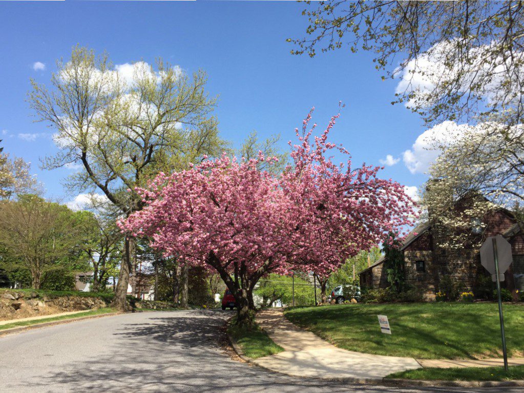 Cherry blossoms beside suburban street and sidewalk.