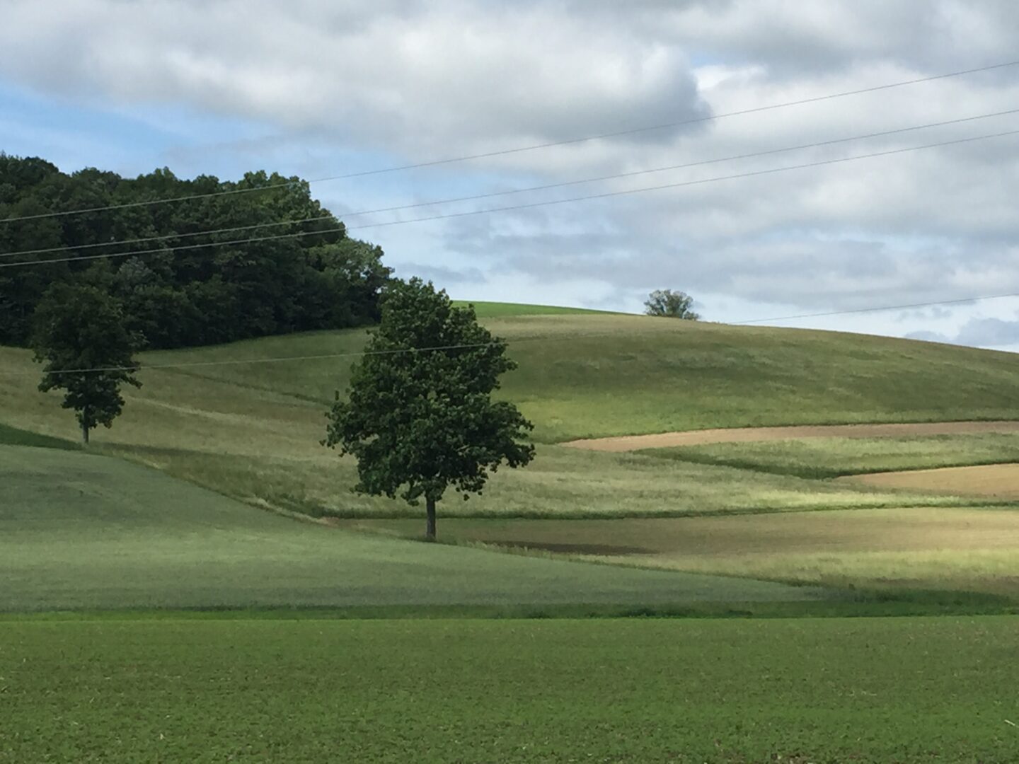 A lone tree on a green hill under a cloudy sky.
