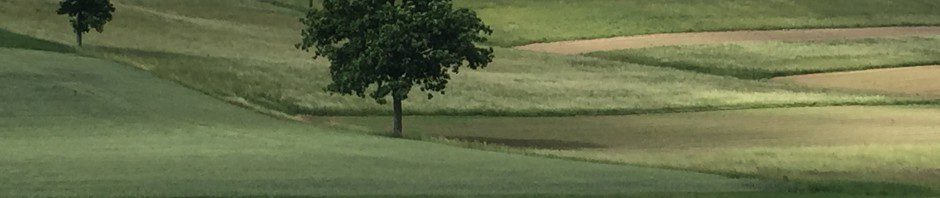 A serene landscape with a tree by a small pond.
