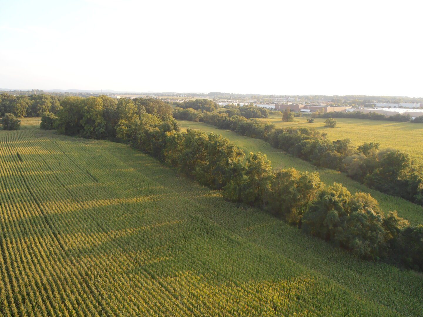 Aerial view of green farmland with tree lines under a bright sky.