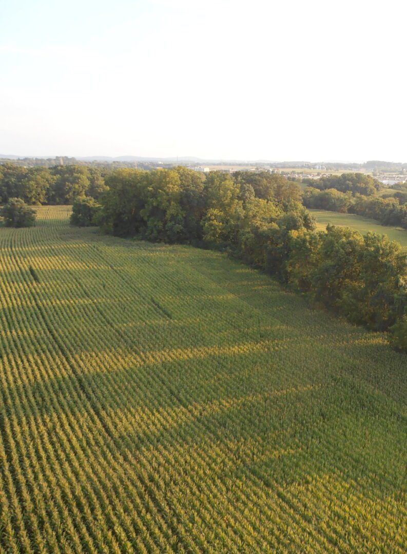 Aerial view of a green agricultural field bordered by a line of trees.